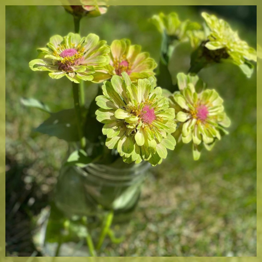 Lisa Carmichael Green Zinnias