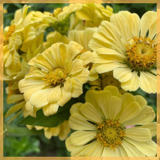 Lisa Carmichael Yellow Zinnias