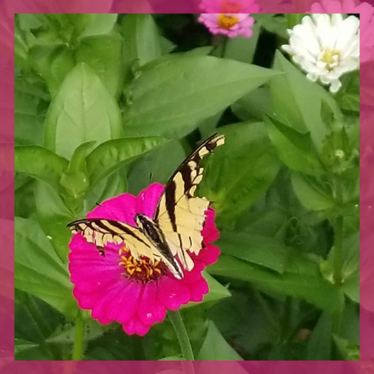 Zinnia and broken yellow butterfly