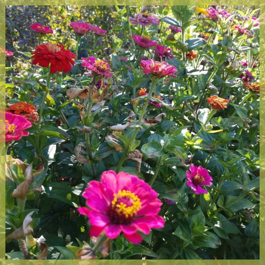 Lisa Carmichael Zinnia Garden