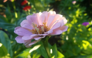 Zinnia Grown by Lisa Carmichael