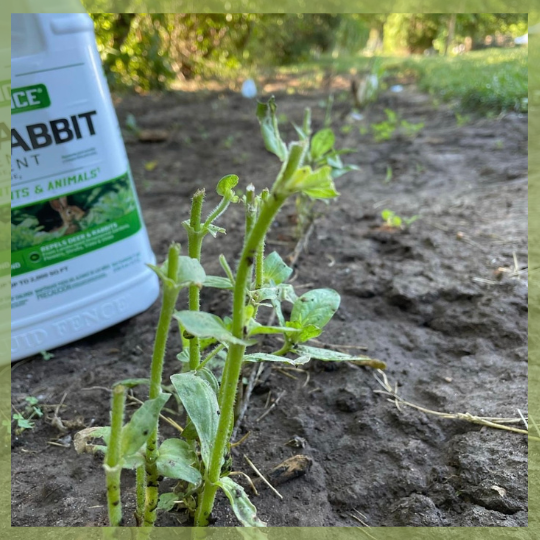 Zinnia Seedlings After Rabbits