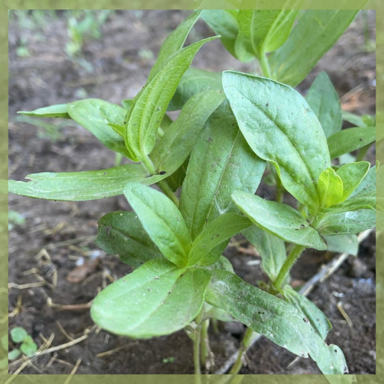 Zinnia Seedlings