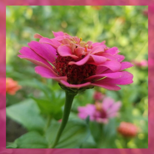 Zinnia Single Pink